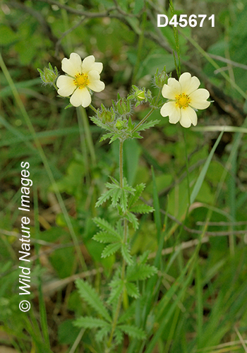 Potentilla recta, Sulphur Cinquefoil